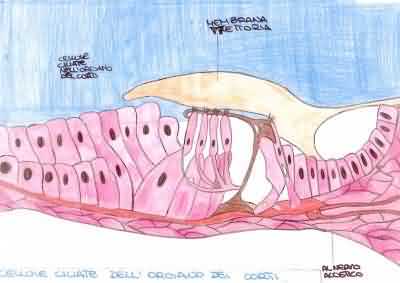 Orecchio5.jpg (11644 byte)