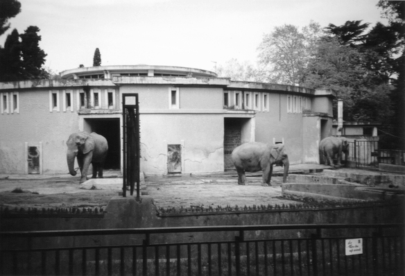 Elefanti